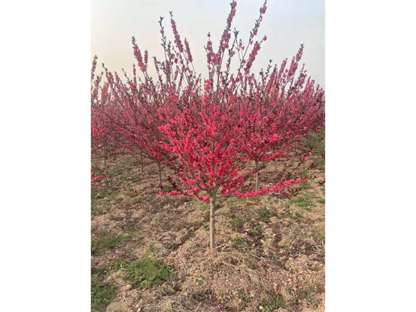 紅葉碧桃苗木